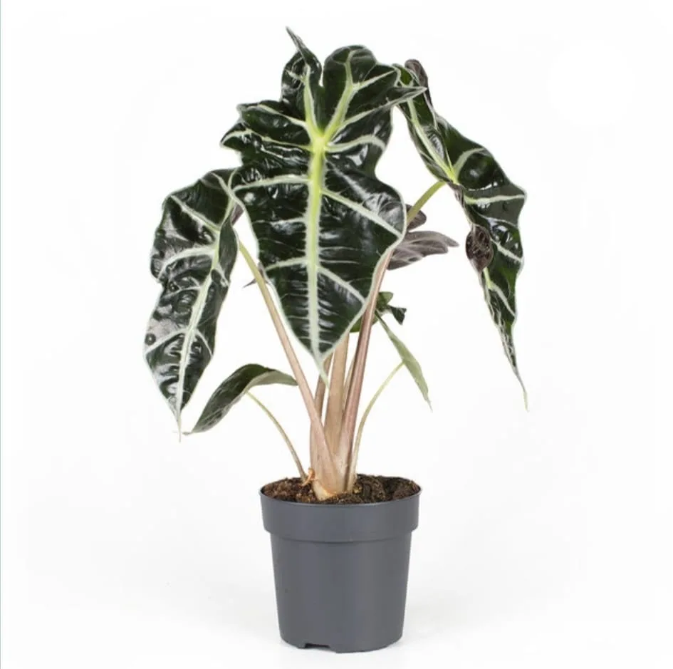 Alocasia