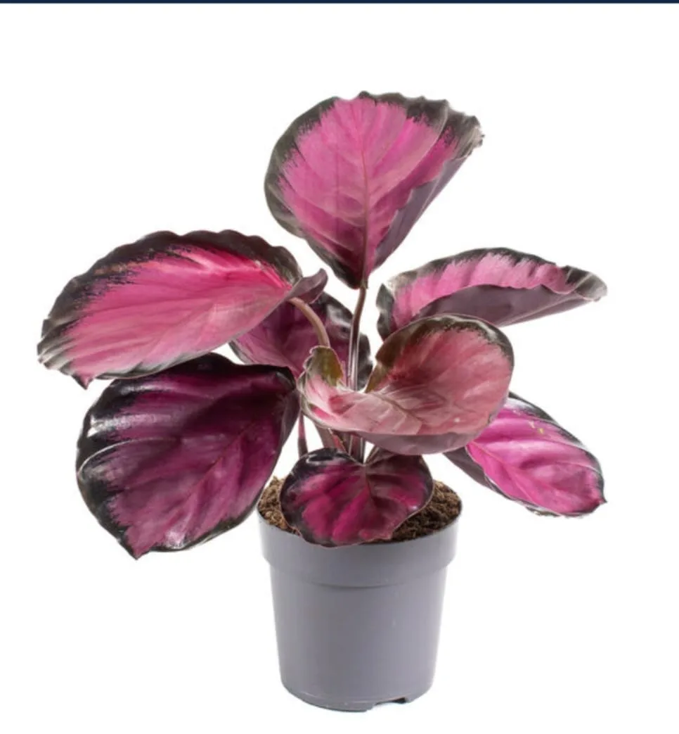 Calathea