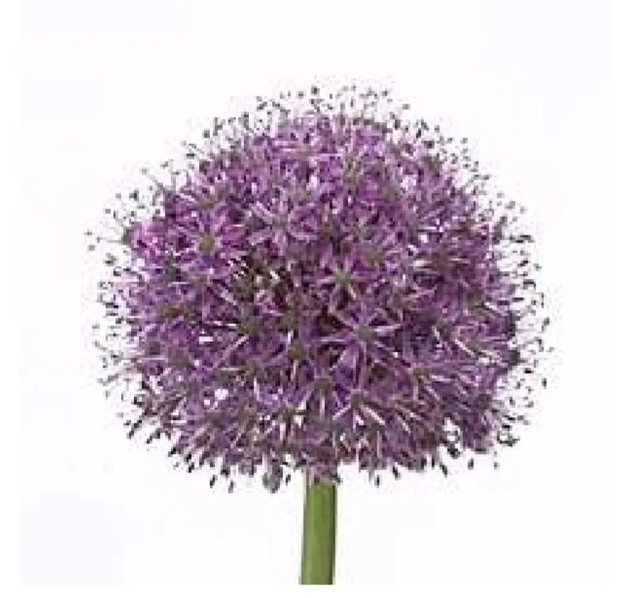 Alium 60-70 cm
