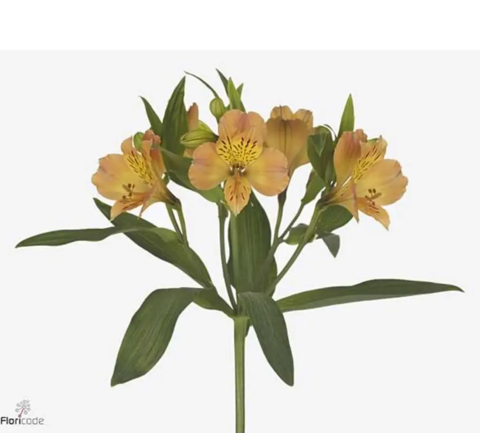 Alstromeria orange 60cm