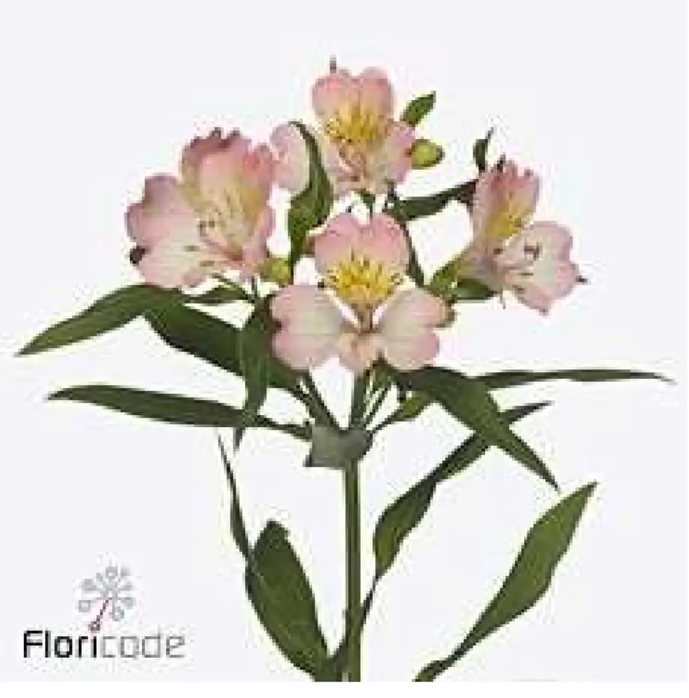 Alstromeria rosa 60cm
