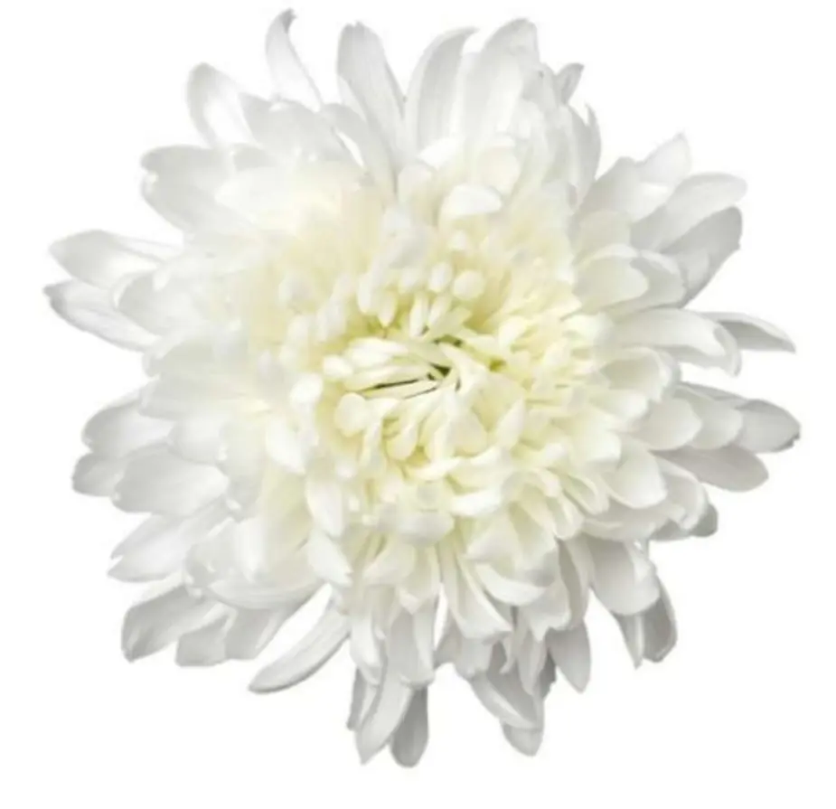 Deco chryss Chrysanhemum 70cm