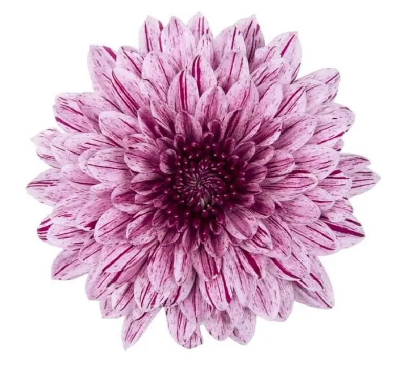 Deco Chryss Chrysanthemum lila 60-70 cm