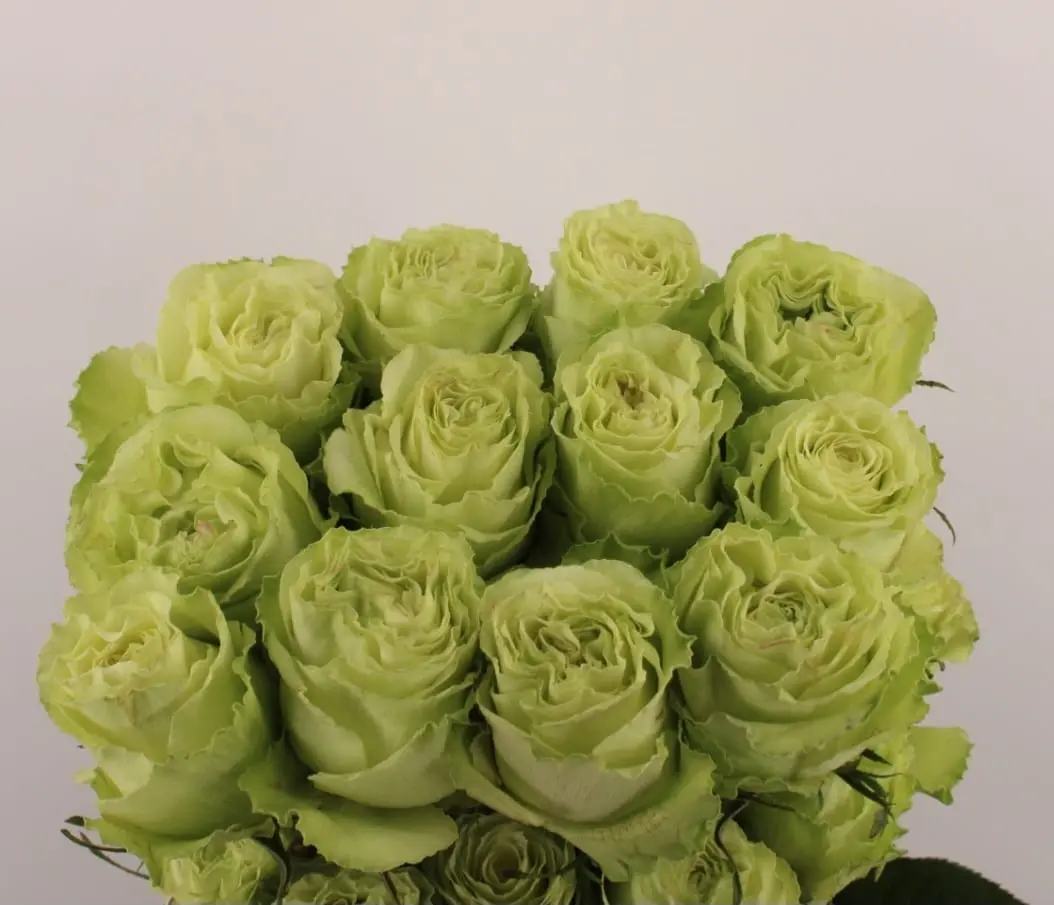 Ecuador lime 50-60 cm