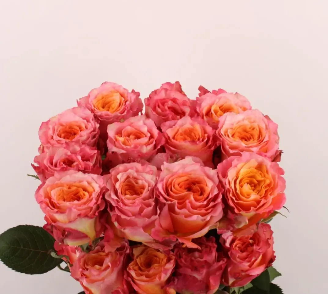 Ecuador Ros orange 60-70 cm