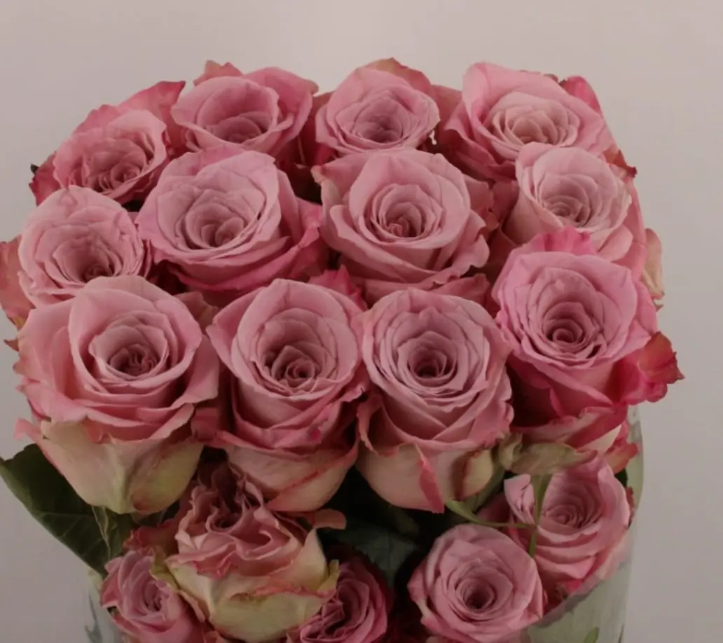 Ecuador Ros rosa 50-60 cm