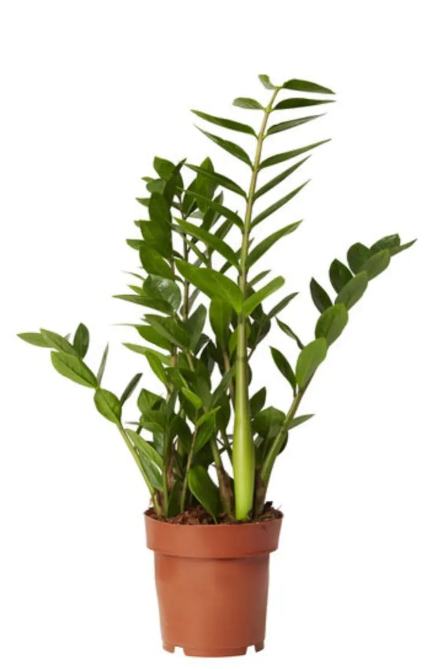 Garderobsblomma