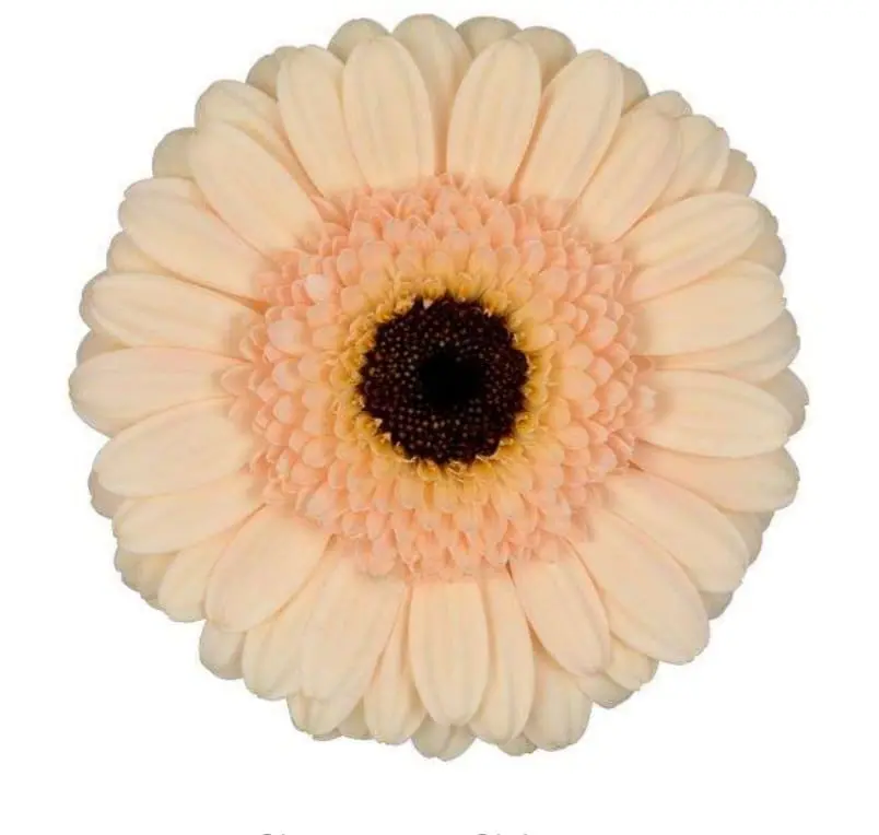 Germini 50cm
