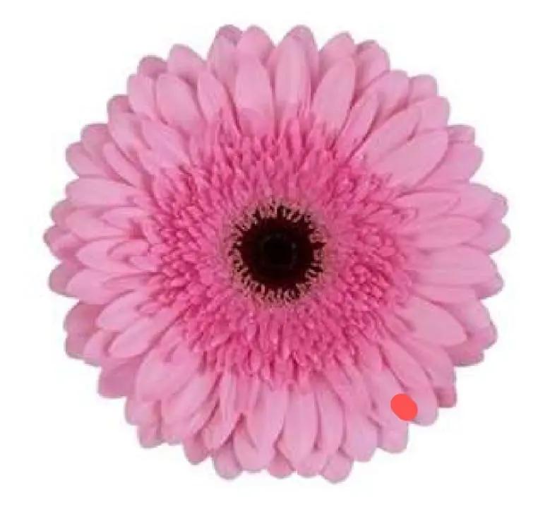 Germini rosa 50cm