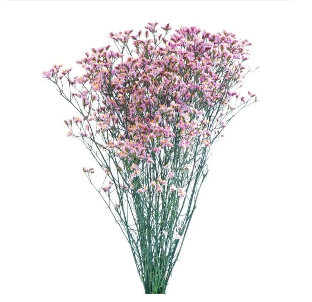 Limonium 60cm