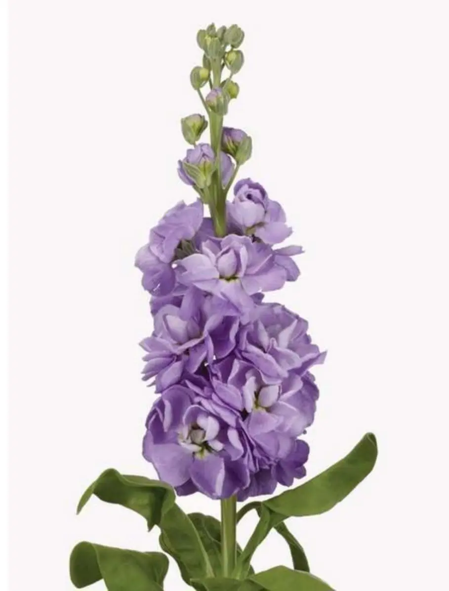 Lövkoja lila 50cm