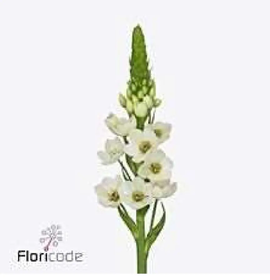Ornithogalum vit 50cm