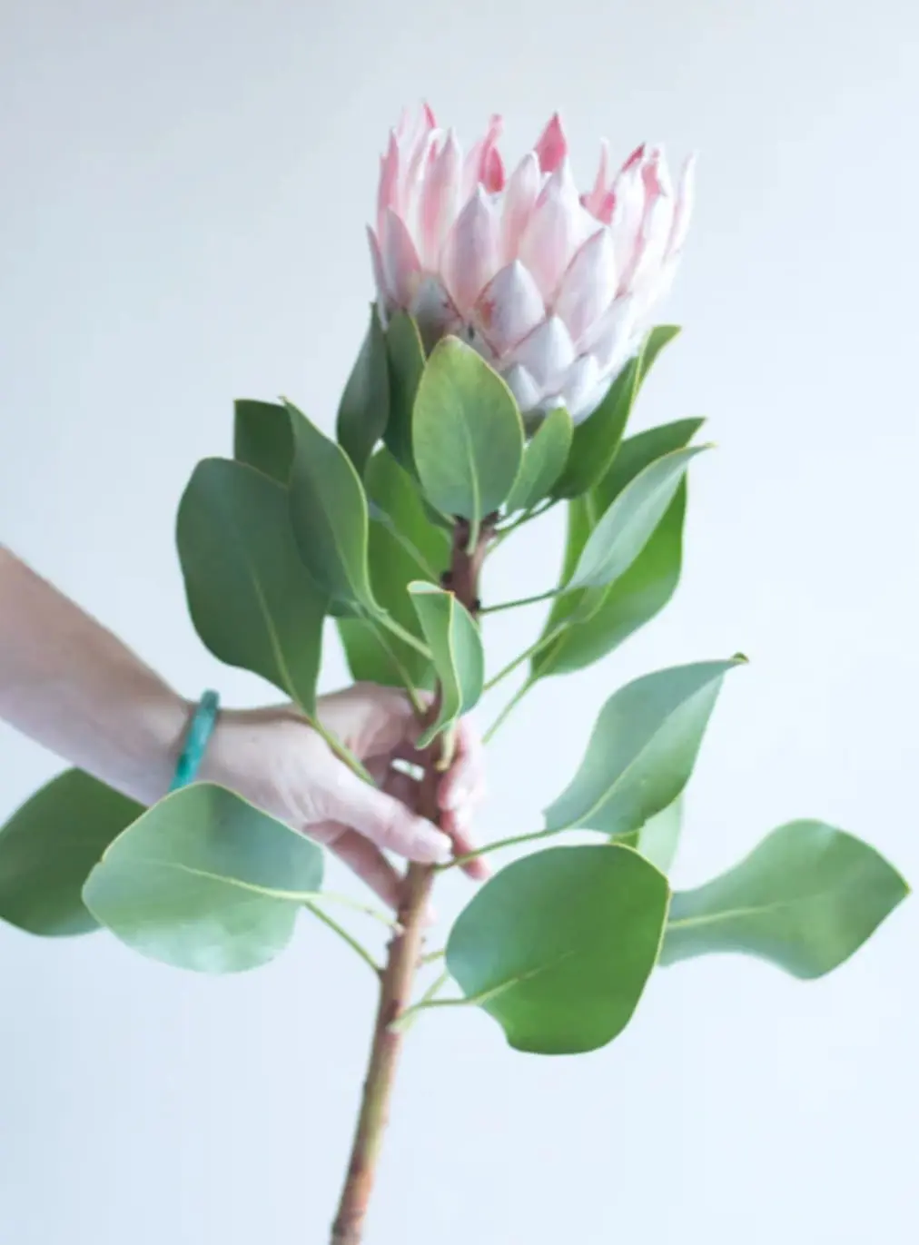 Protea rosa-cerise 50-60cm