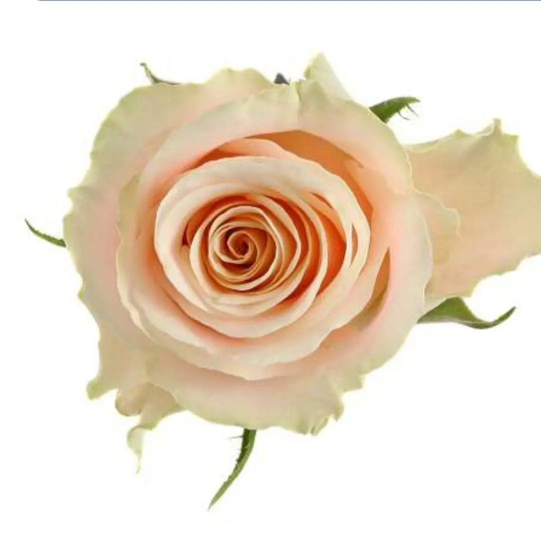 Ros crème 50-60cm