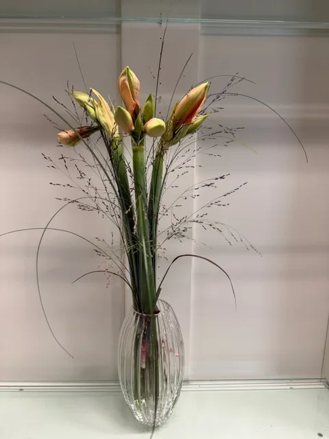 Amaryllis i aprikos