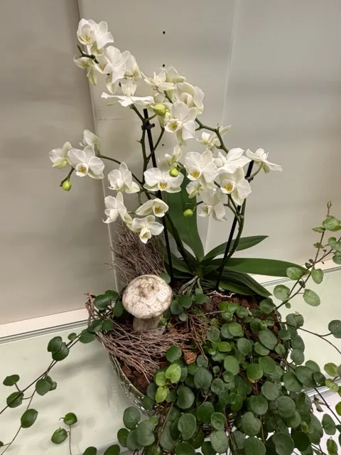 Elegant orkidéplantering med naturlig känsla
