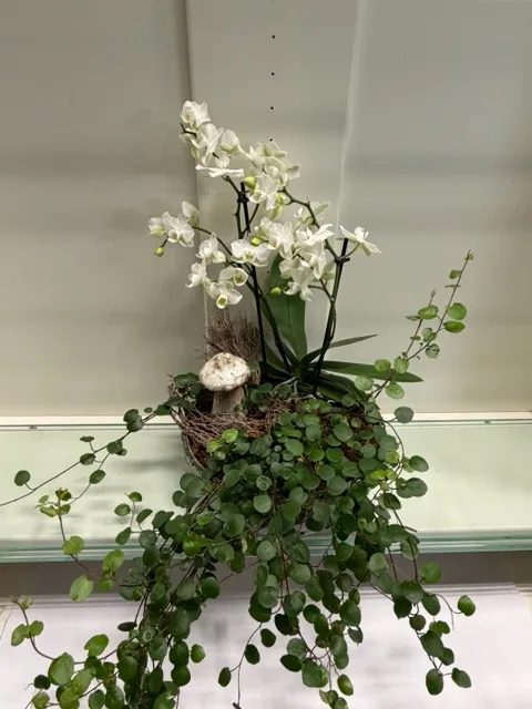 Elegant orkidéplantering med naturlig känsla