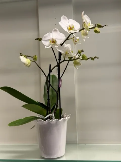 Elegant vit orkidé i dekorativ kruka